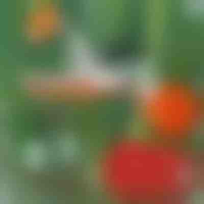 Profi-Pflanzenhefter | PLANTBRAND